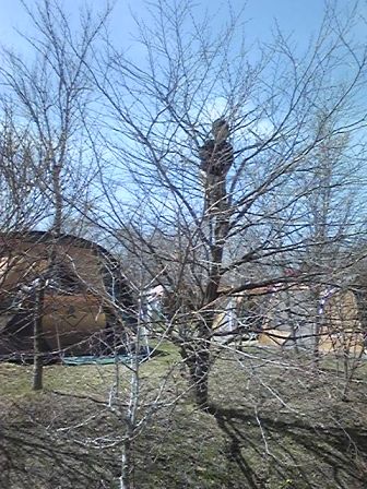 茂みの向こうに集まりが