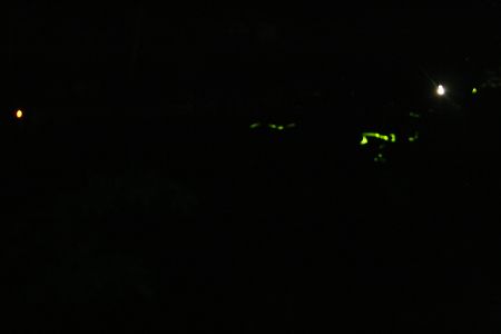 できるだけシャッターを遅くしたもの。蛍が動いて線になるんですがぼけてます