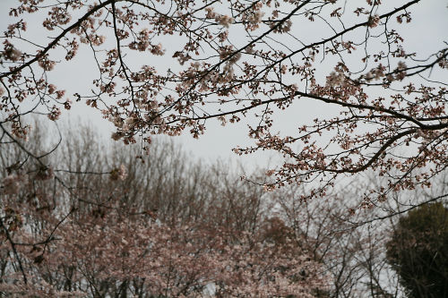 桜と白い空