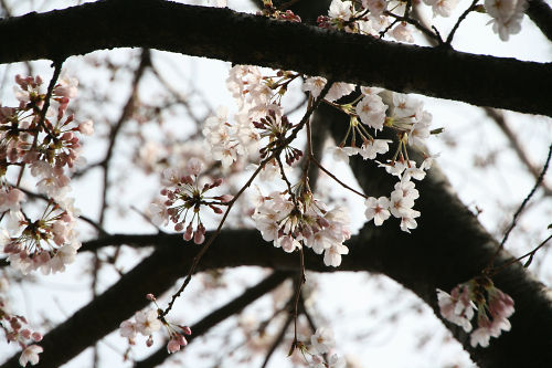 桜の蕾と花