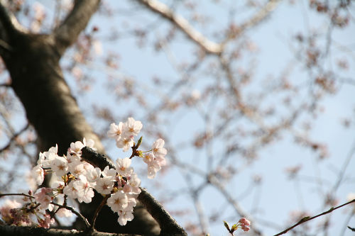 桜のピンクと空の青