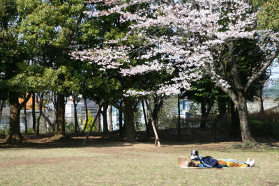 桜の木の下に犬と家族