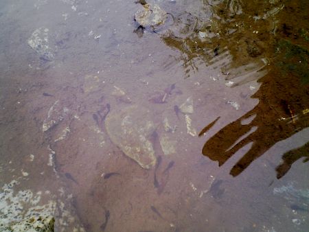 水の中のおたまじゃくしたち。いっぱい