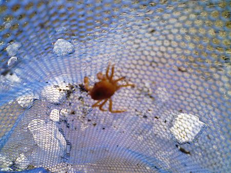 網の中に捕獲された、かにちゃん