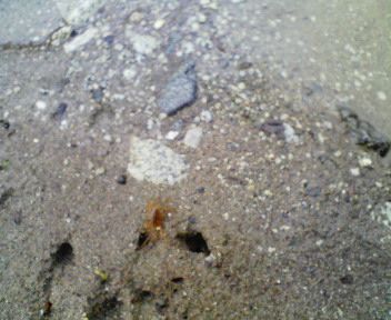 小さいほうは、放してもぼおっとしてます。おい早く隠れないと生きていけないぞ